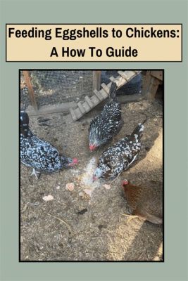 How to Feed Eggshells to Chickens: A Comprehensive Guide to Recycling and Nutrition