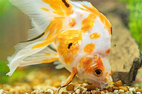 What Can You Feed Goldfish Besides Fish Food? Exploring the Culinary World of Goldfish Diets