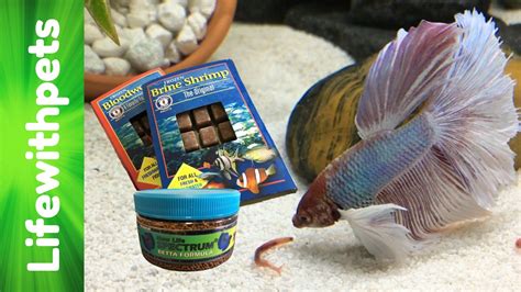 What to Feed Betta Fish: A Dive into the Culinary World of Aquatic Royalty