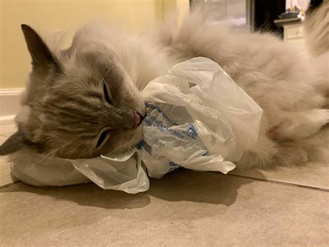 Why Do Cats Like to Lick Plastic Bags, and What Does It Say About Their Obsession with Crinkly Sounds?